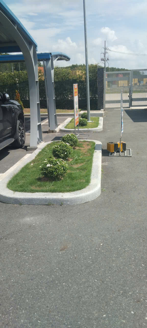 Cây xanh tại Cảng Phước An