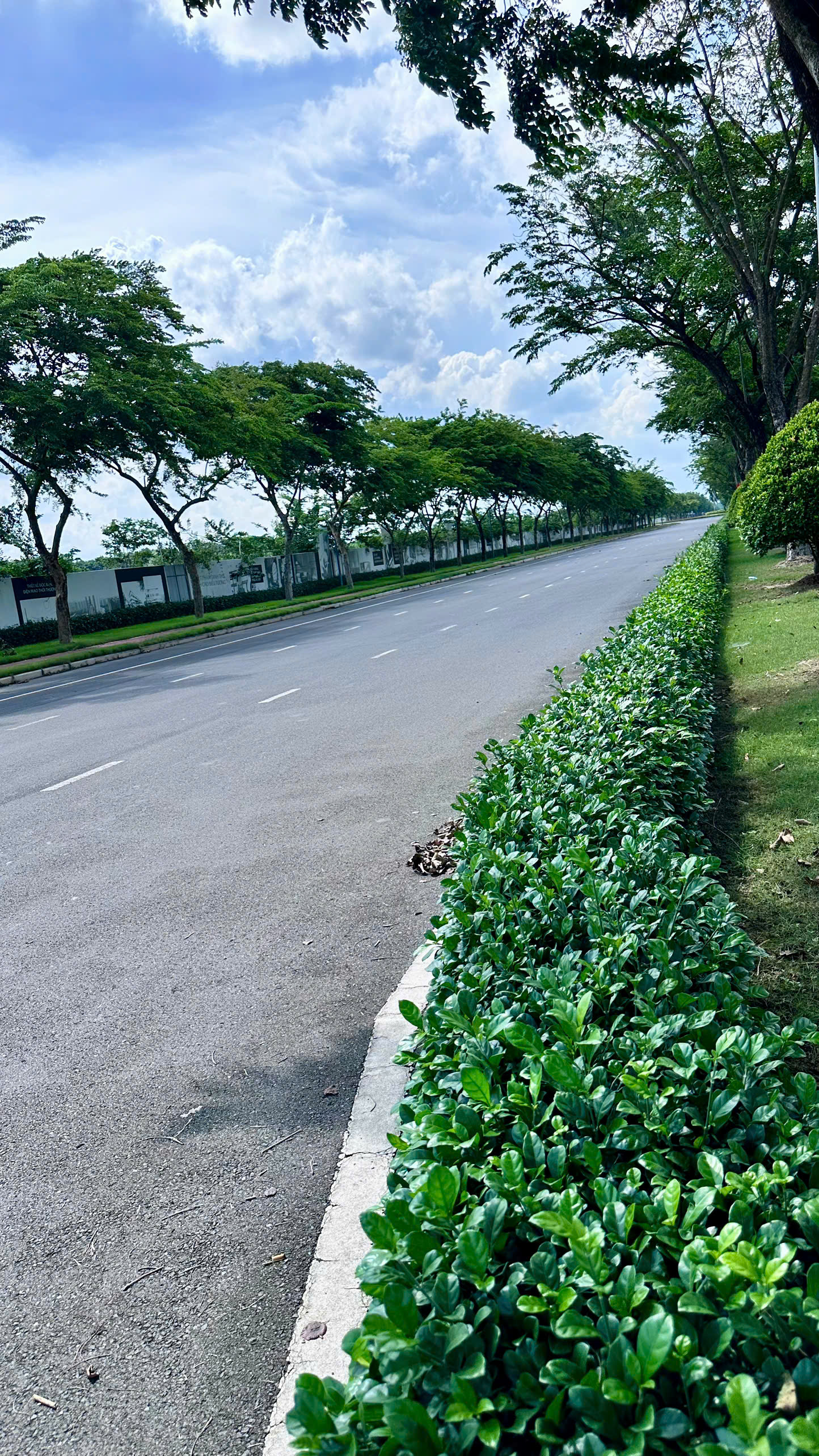 Cây xanh tại dự án Đông Sài Gòn