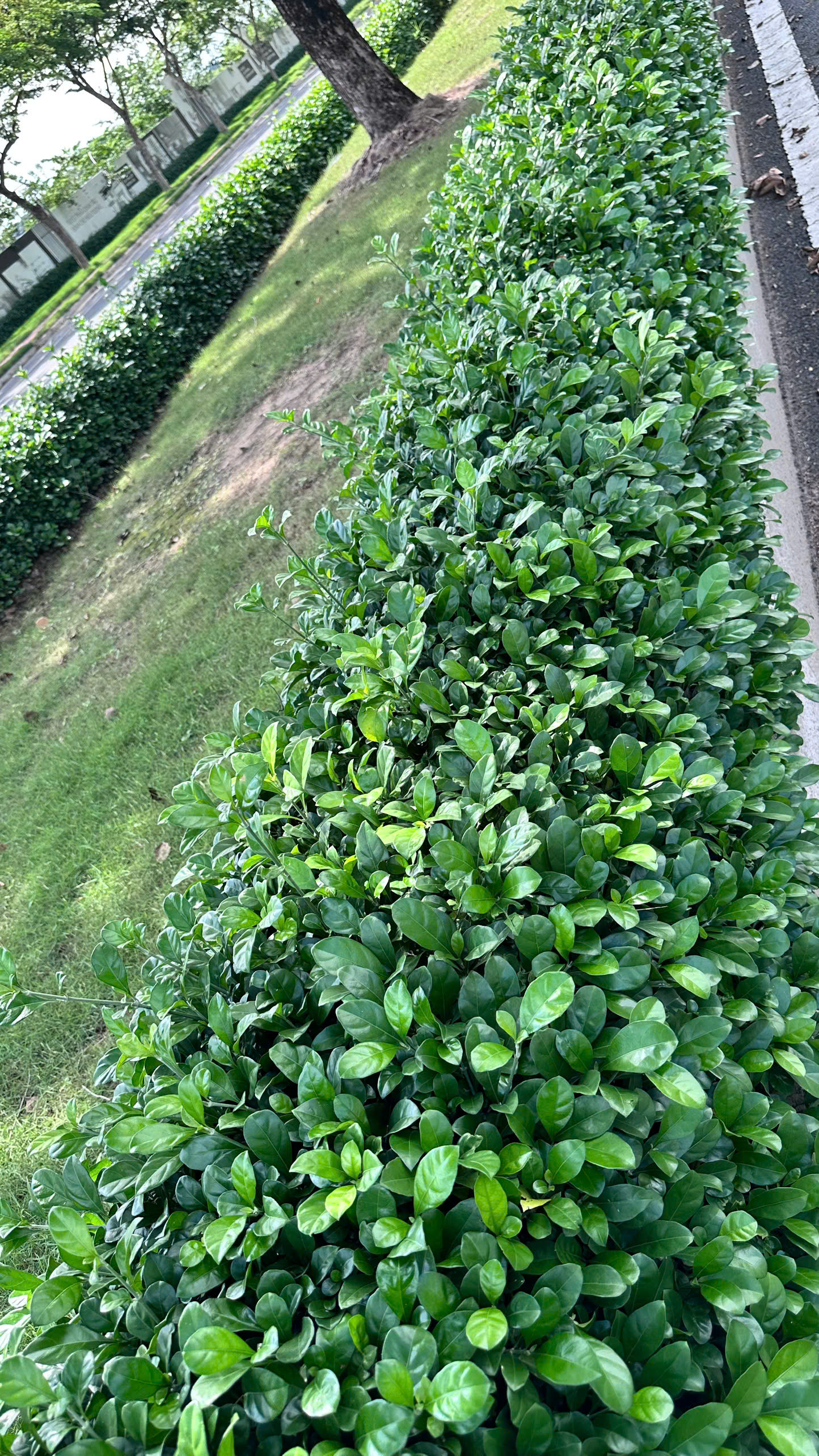 Cây xanh tại dự án Đông Sài Gòn