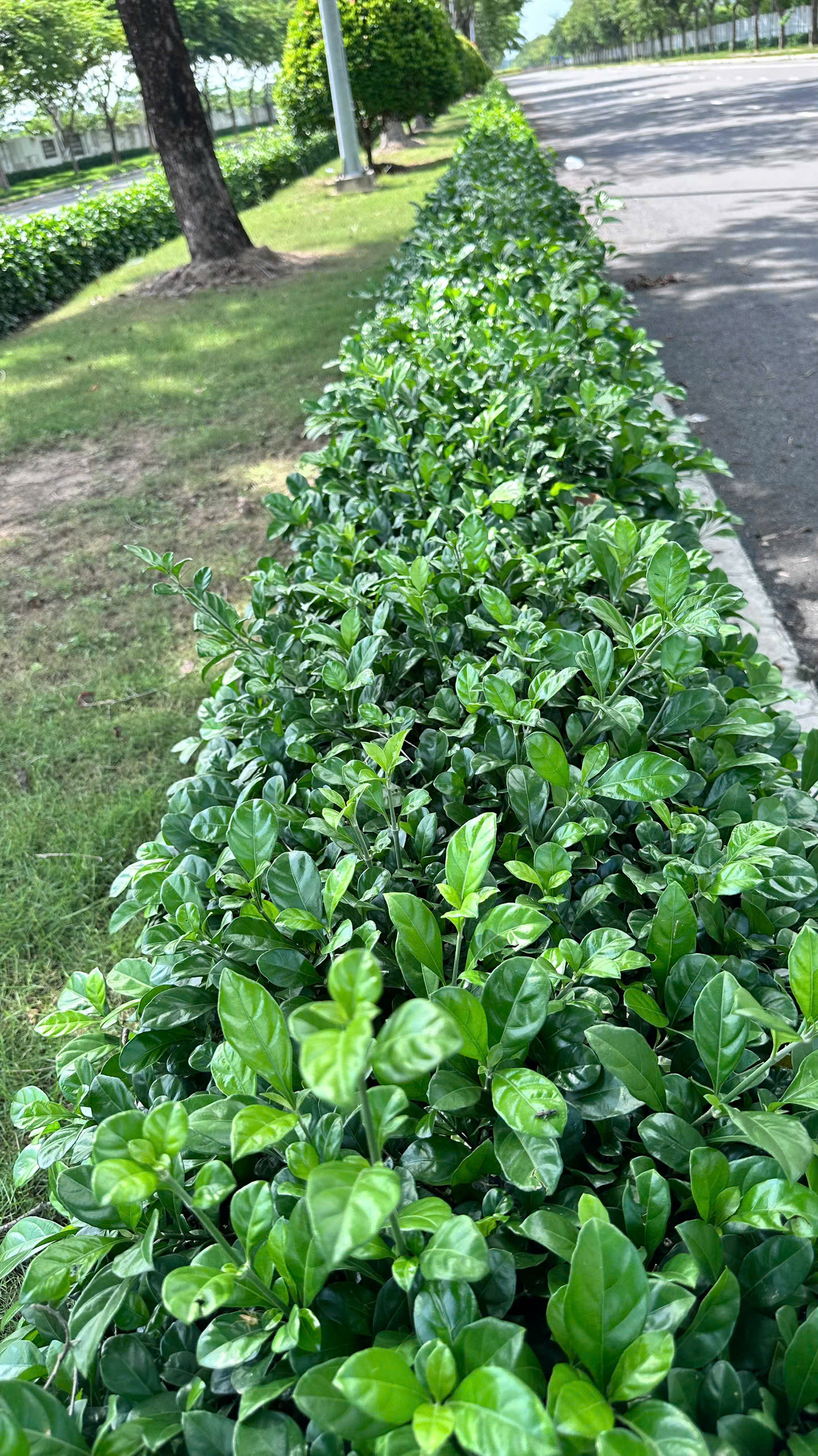 Cây xanh tại dự án Đông Sài Gòn