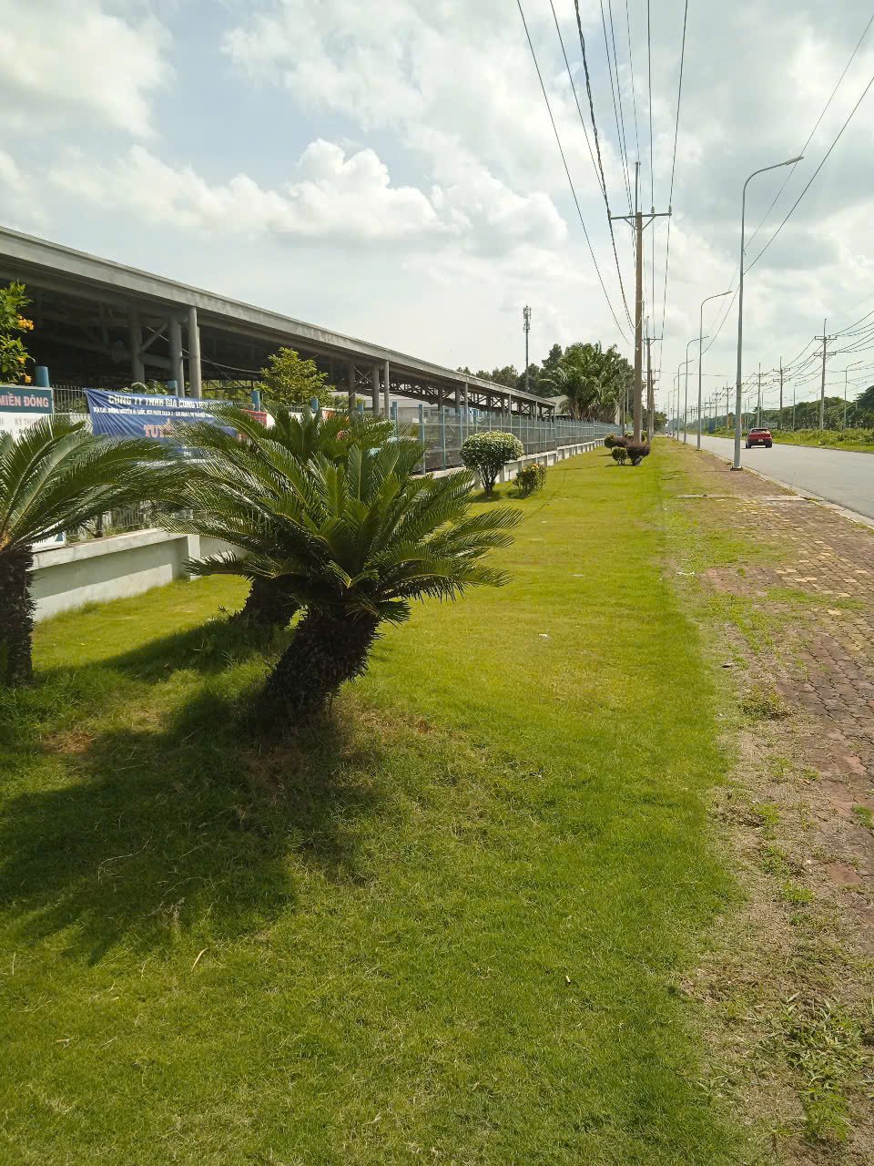 Cây xanh tại công ty JSC