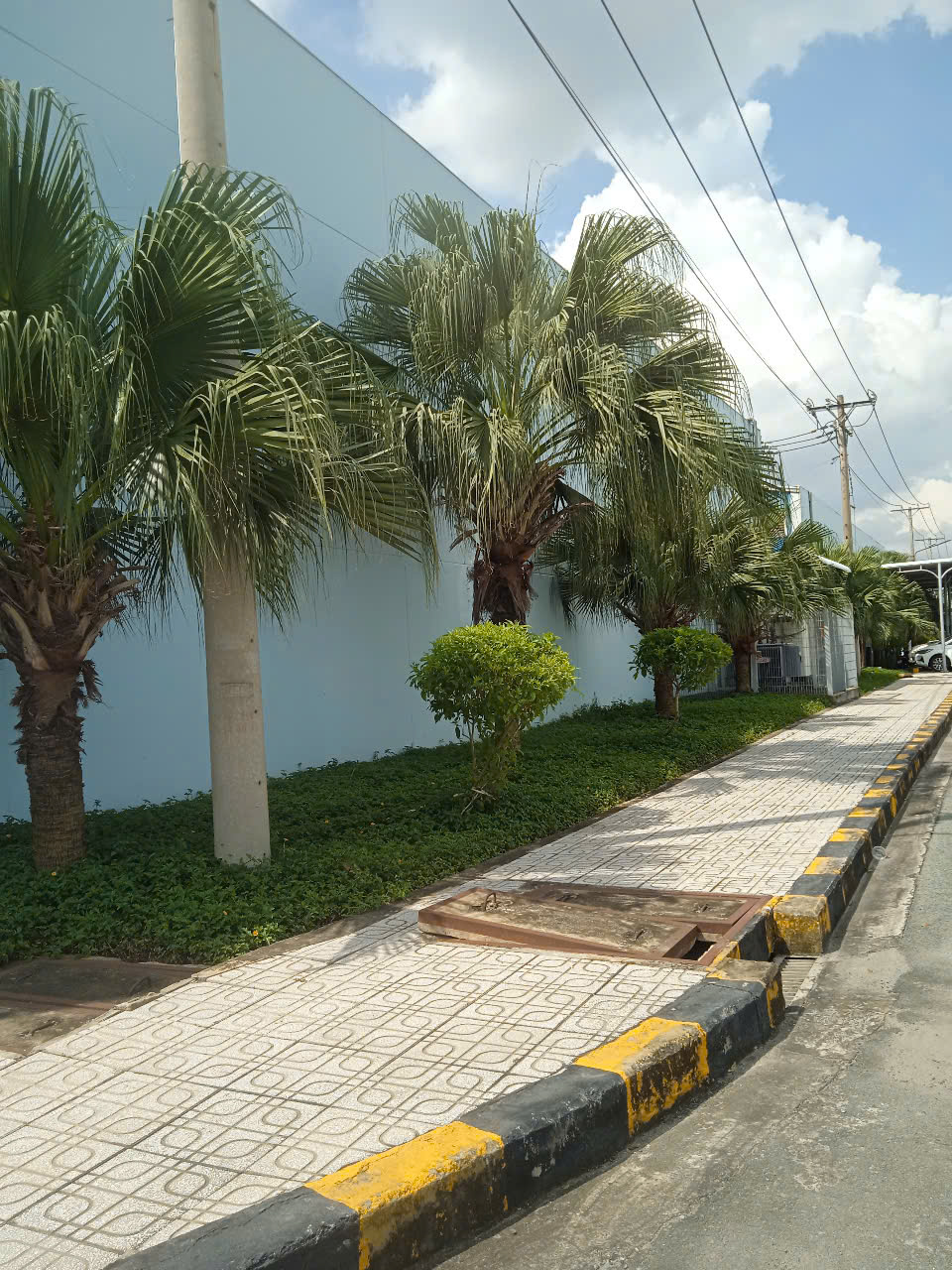 Cây xanh tại công ty JSC