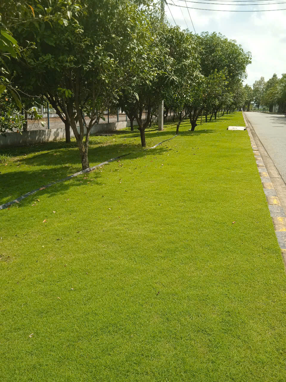 Cây xanh tại công ty JSC