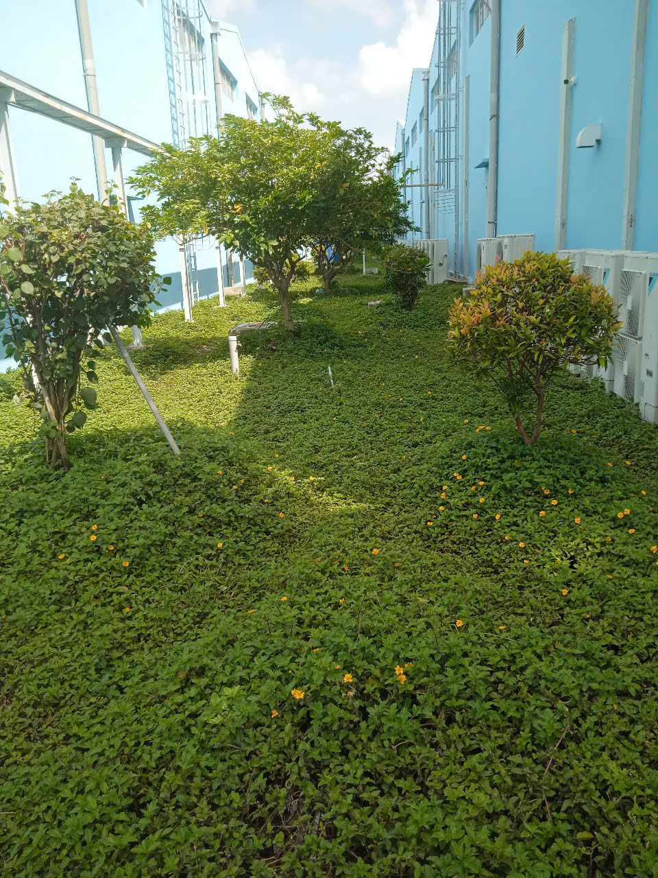 Cây xanh tại công ty JSC