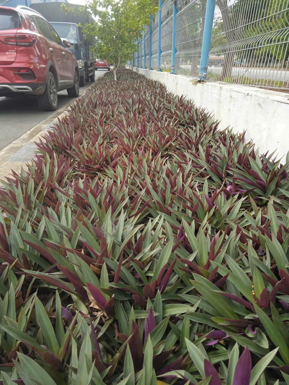 Cây xanh tại công ty JSC