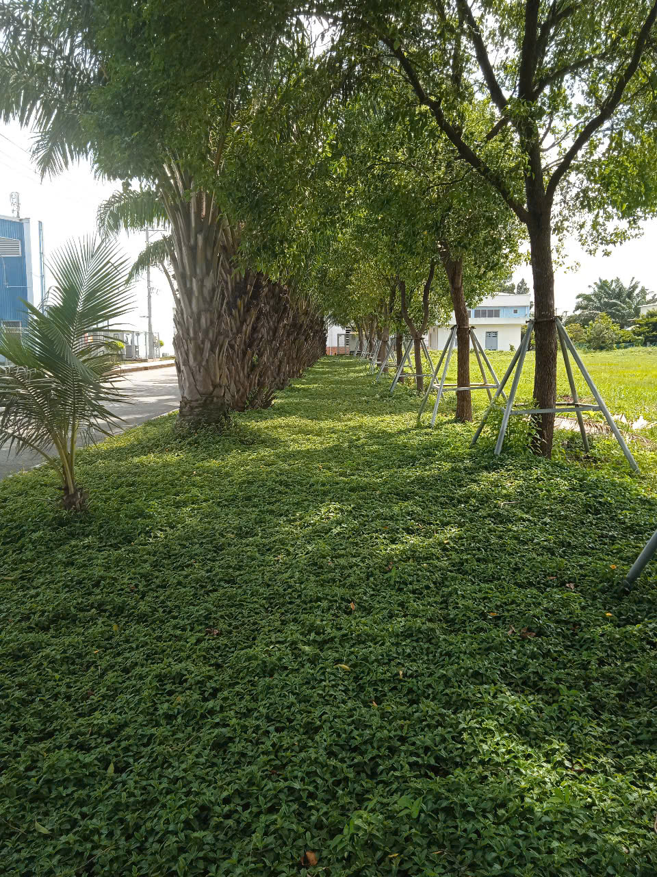 Cây xanh tại công ty JSC