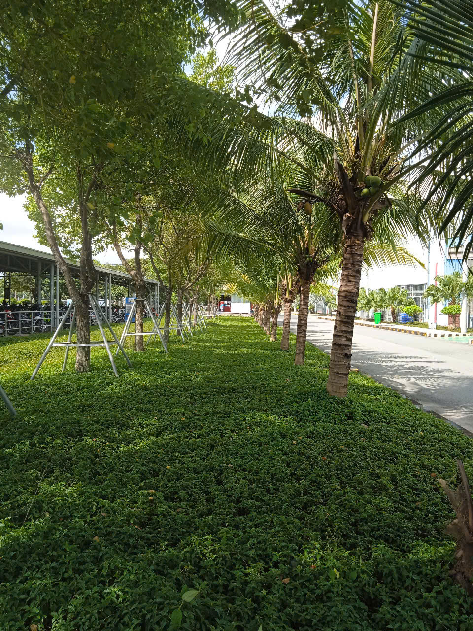 Cây xanh tại công ty JSC