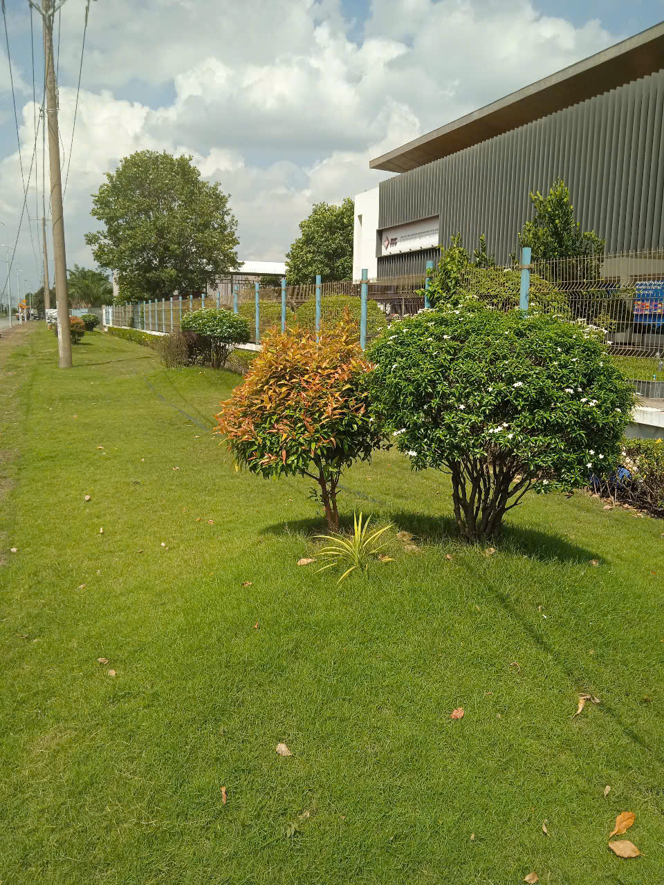 Cây xanh tại công ty JSC