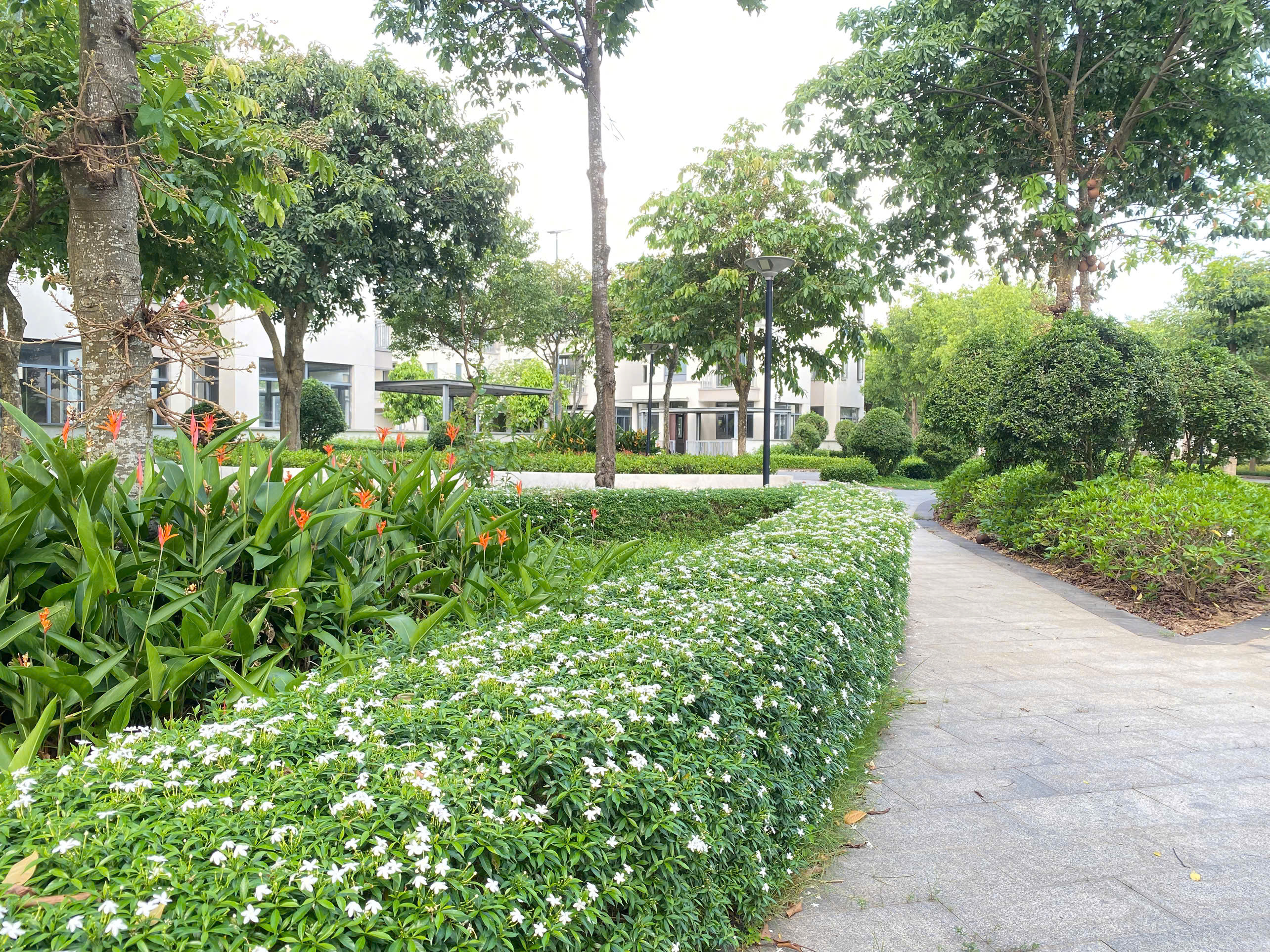 Cây xanh tại Khu đô thị Swanpark