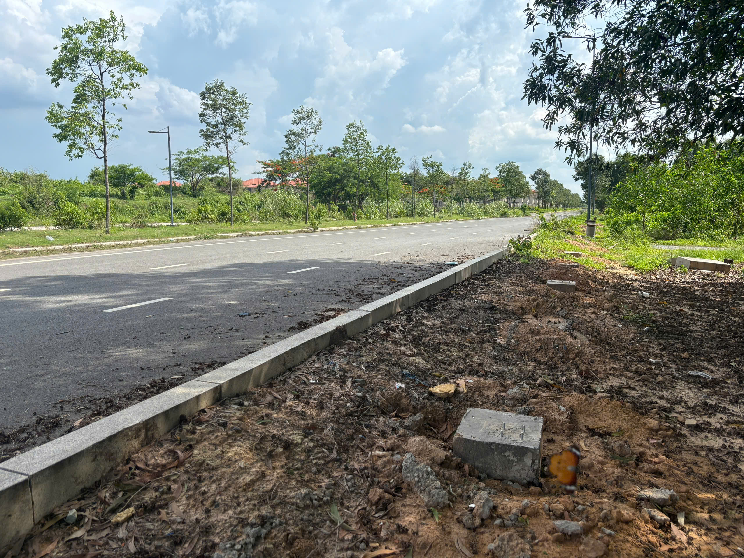 Cây xanh tại Cảng Phước An
